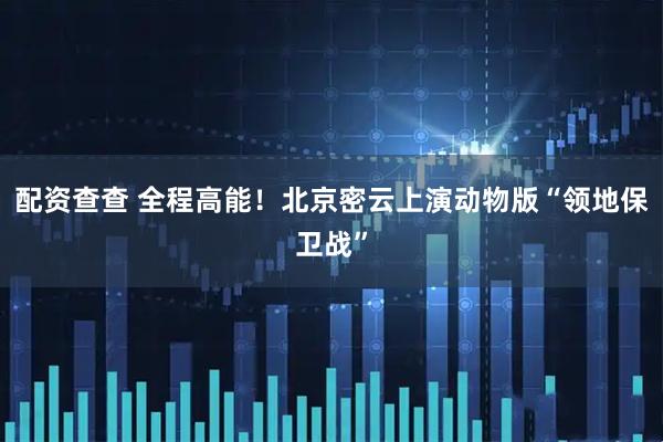 配资查查 全程高能！北京密云上演动物版“领地保卫战”